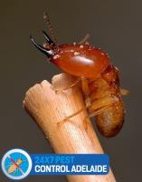 247 Termite Control Adelaide image 3